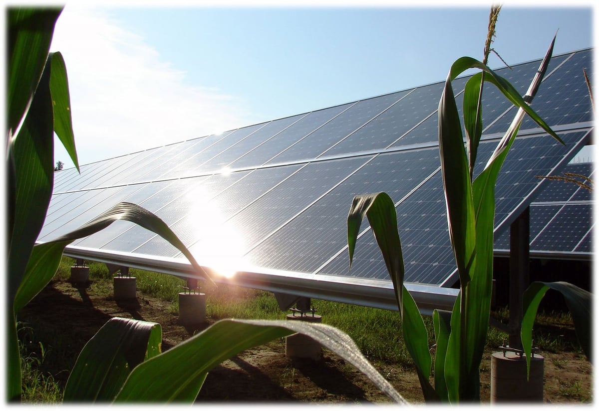 Agriculture solar panels in a cornfield in Bardwell, KY.